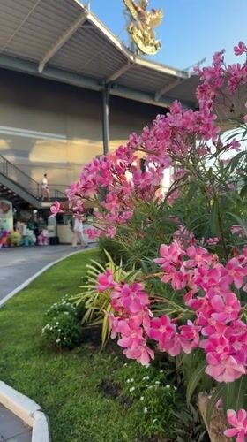 Morning exploring Chaweng's markets, malls, and street scenes