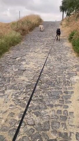 The video shows a cobblestone path on a hill with dry grass on either side. Two dogs are walking up the path. The first dog is black and is closer to the camera, attached to a long black leash. The second dog is light-colored and is further up the path. The sky is cloudy.