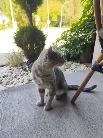 The video shows a gray tabby cat sitting on a concrete patio. The cat is looking to the right and then turns its head to the left. The cat's eyes are partially closed. The background shows a small bush, some white gravel, and greenery. A wooden chair leg is visible on the right side of the frame. The lighting suggests it is daytime with soft sunlight.