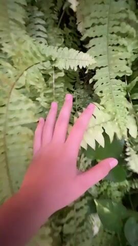 A hand reaches into a cluster of large green ferns. The camera then pans to a dark, blurry image of what appears to be a small white object, possibly an animal, partially obscured by the ferns.