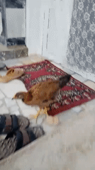 Chickens and a cat going about their day outdoors