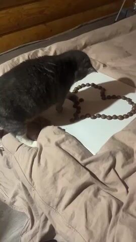 A cat knocks over some of the chocolate candies that have been arranged into a heart shape on a white canvas sitting on a tan-colored bed. The gray cat, with white legs, is standing by the canvas, knocking the chocolate balls onto the bed. The cat steps off the bed and looks away from the canvas. A wooden wall is behind the bed.