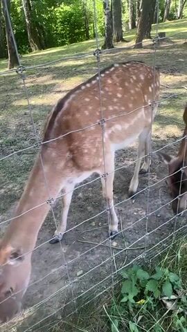 The video shows a fenced enclosure with several spotted deer. The deer are grazing on the ground. The enclosure is located in a wooded area with trees and grass. The sun is shining, suggesting it is daytime. The deer appear calm and relaxed. There is no visible text in the video.