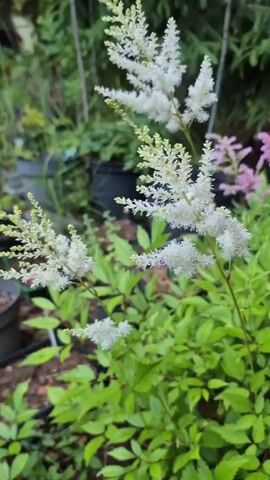 The media file captures a close-up view of a blooming plant with feathery white flowers and vibrant green foliage. The plant is likely an Astilbe, a popular garden perennial known for its plume-like flower spikes. The flowers are delicate and appear to be in full bloom, with many small florets forming the larger plumes. The leaves are compound, with serrated edges, and a rich green color.

The background is softly blurred, suggesting a shallow depth of field. It reveals a garden setting with other plants and pots, indicating this is likely outdoors. The lighting suggests it might be daytime, possibly with diffused sunlight, as there are no harsh shadows. The overall mood is serene and natural. There is no visible text in the media file. The location context of "Астра-1 Днт, Russia" places the scene in a dacha or garden community in Russia.