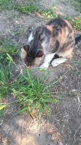 The video captures a close-up, high-angle shot of a tabby cat in an outdoor setting. The cat, with its gray, white, and brown striped fur, is the central subject. It is positioned on the ground, which appears to be dirt and dry grass, with clumps of green grass growing nearby. The cat is focused on a patch of grass directly in front of it, seemingly sniffing or nibbling at it. Its body is crouched low, with its front paws extended.

The lighting suggests it is daytime, likely late afternoon or early evening, given the warm tones and the shadows cast. The weather appears to be fair, with no signs of rain or strong wind. The overall impression is one of a peaceful, everyday moment in a natural or semi-natural environment. The cat's actions are typical of feline behavior, as cats sometimes eat grass for various reasons, such as aiding digestion or as a supplement to their diet. There is no visible text in the video. The scene is set in Volodymyrivske, Ukraine.