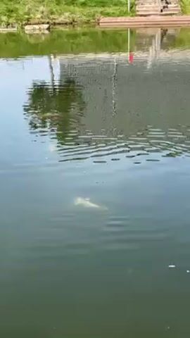 The video shows a lake on a sunny day. Initially, a light-colored shape is faintly visible under the water. The camera pans to the right.  A duck swims into view on the right side of the frame. The lake reflects the trees and the cloudy sky.  The shore includes grassy areas and wooden fences.