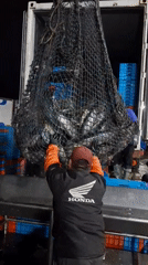 Night fishing haul unloaded dockside in Chimbote, Peru