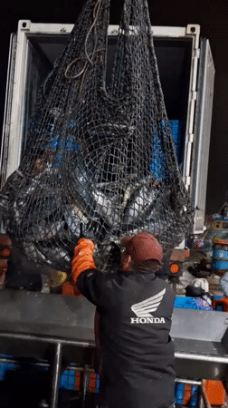 Night fishing haul unloaded dockside in Chimbote, Peru
