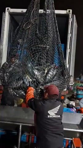A fishing crew is unloading a large net filled with fish from the back of a truck. The net is suspended from a pulley system, and several workers are visible. One worker, wearing a red cap and a black jacket with a white Honda logo, is holding the net and appears to be guiding it. Another worker in a blue shirt and a third in yellow overalls are also present, assisting with the unloading process. Blue and orange plastic crates are stacked around the truck, ready to receive the fish. The scene takes place at night, with artificial lighting illuminating the area. The overall atmosphere suggests a busy and efficient operation of fish processing.