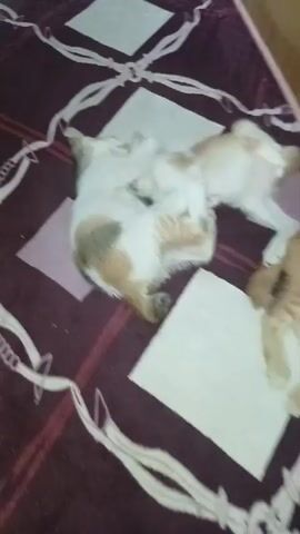The video shows three kittens playing on a patterned blanket. Two kittens are wrestling in the center, one is mostly white with patches of orange and grey, and the other is a lighter orange color. A third orange kitten is visible at the bottom right of the frame, lying down. The blanket has a dark purple background with a geometric pattern of white and tan shapes. The lighting appears to be indoor.