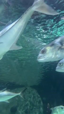 The video shows an underwater scene in an aquarium. Several large, silvery fish are swimming in the clear blue water. The camera is positioned below the water's surface, looking up towards the light. The water is slightly rippled at the top, suggesting movement. There are some rocks or structures on the bottom of the tank, and a few smaller fish can be seen swimming amongst the larger ones. The overall impression is of a calm and serene aquatic environment.