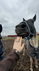 Person feeds and interacts with horses in Slashchevo stables