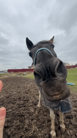Person feeds and interacts with horses in Slashchevo stables