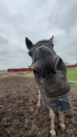 A woman's hand is reaching out to touch the snout of a black horse wearing a light-blue halter.  The horse opens its mouth, exposing its gums and teeth. A second horse with a dark-brown halter stands to the left of the first.  Both horses have blue blankets on, and they are standing in a muddy field.  A red fence, a small green field, and a house can be seen in the background beneath a cloudy sky.
