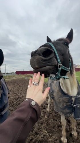 Person feeds and interacts with horses in Slashchevo stables