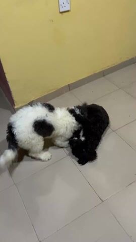 In the video, two small dogs are seen playing on a tiled floor in a room with yellow walls. One dog is predominantly white with a large black spot on its back, while the other is entirely black. They are engaging in playful behavior, nipping at each other, and moving around the room.  A wall outlet is visible on the yellow wall. A section of a doorway is visible along the left of the frame. An orange bucket and blue chair are visible in the periphery.  The video is slightly shaky.