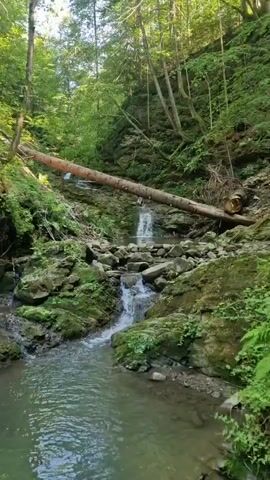 The video captures a tranquil forest scene with a small waterfall cascading over rocks. A fallen tree trunk spans across the waterfall, creating a natural bridge. Lush green foliage and trees surround the area, with sunlight filtering through the canopy. The camera pans slightly to show the rocky cliff face to the right of the waterfall, also covered in greenery. The overall impression is one of a serene and untouched natural landscape.