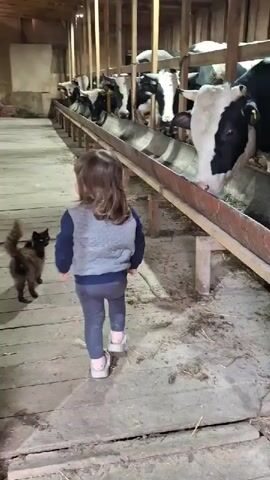 A young child in gray leggings, a gray and blue jacket, and patterned shoes stands in a barn next to a black cat with a bushy tail. The child faces a line of cows in a feeding trough. The cows are mostly black and white, and they appear to be eating. The barn has a wooden structure and a slightly dirty floor. The lighting in the barn is dim.