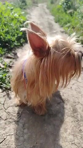 A small, tan dog with long, shaggy fur and upright ears stands on a dry, cracked dirt path. The dog is facing the camera, with its head turned slightly to the left. It is wearing a blue collar. Green vegetation is visible on the left side of the path, and the path recedes into the background. Sunlight casts a shadow of the dog on the ground. The video begins with the dog in profile, then it turns its head to face the camera, panting with its tongue out, before turning its head back to the side.