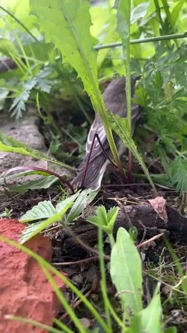 The video shows a close-up, low-angle view of a small, brown and white bird nestled amongst green plants and debris. The bird is facing right, with its head turned slightly towards the camera. Its back is mostly brown, with white markings on its wings. Its tail is long and tapered. The background consists of green leaves, brown twigs, and some reddish-brown material, possibly a piece of brick. The lighting suggests an outdoor environment, likely during the day. The bird appears still, perhaps foraging or resting.