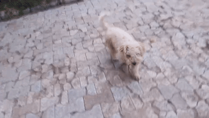 Residents interact with dogs in Jos residential area