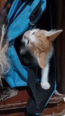 Pets at home and a local gathering, Balikpapan