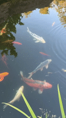 Man picks flower beside koi pond in Czech village