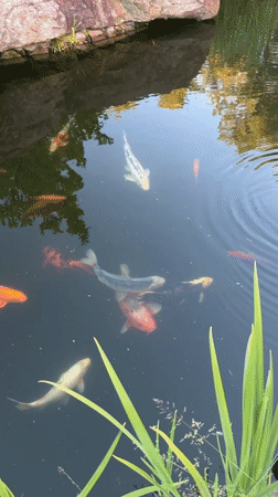 Man picks flower beside koi pond in Czech village