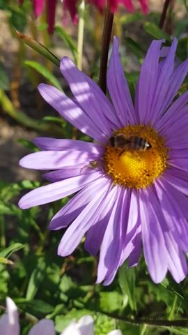 This media file is a close-up video of a bee collecting pollen from a vibrant purple aster flower. The bee is the primary subject, shown actively engaged in its work on the flower's yellow center. The aster is a large, daisy-like flower with numerous thin, pointed petals. The background consists of other flowers and greenery, suggesting a garden or natural outdoor setting.

The activity captured is pollination, with the bee diligently gathering nectar and pollen. There are no people visible. The lighting suggests it is daytime, likely during sunny weather, given the sharp shadows cast by the petals and the bright illumination. The location context of Kastsyukovichy, Belarus, places the scene in a specific geographical region, though no explicit visual cues within the video confirm this.

Notable details include the intricate texture of the bee's body and wings, as well as the delicate structure of the flower's petals and pollen-laden center. A tiny spider can also be observed on one of the flower's petals, adding another layer of detail to the natural scene. The overall impression is one of serene natural activity and the beauty of the ecosystem. There is no visible text in the media file.
