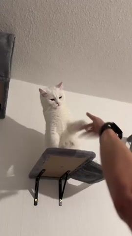 A white cat with light pink ears is perched on a gray, two-tiered wall-mounted cat shelf against a white wall. The cat is sitting upright and extending its right paw towards a person's hand that is visible on the right side of the frame. The person's arm is tan, and they are wearing a black smartwatch with a green glowing display. The cat appears focused on the hand, possibly in a playful interaction, and is seen batting at it with its paw. The lighting suggests an indoor setting, likely under artificial light. No other objects or people are clearly visible.