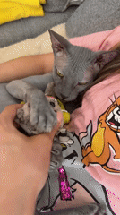 Sphynx cat playtime captured in multiple Votkinsk home videos