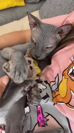 Sphynx cat playtime captured in multiple Votkinsk home videos
