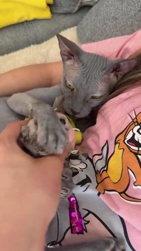 Sphynx cat playtime captured in multiple Votkinsk home videos