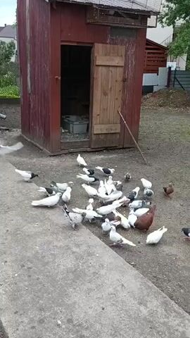 A flock of pigeons is gathered on a dirt and concrete surface in front of a small, red wooden structure with an open doorway. The pigeons, varying in color from white and grey to brown and black, are pecking at the ground, presumably eating food. Some pigeons are standing, while others are in various stages of pecking. One pigeon is in mid-flight near the structure. The wooden structure appears to be a shed or coop, with a ladder or stick leaning against its side. The background shows greenery and a fence. The scene appears to be outdoors in daylight.