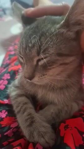 The video shows a close-up of a tabby kitten being petted. The kitten's eyes are mostly closed and it appears to be relaxed. Its paws are crossed over its chest. The kitten is lying on a piece of fabric with a red and pink floral pattern. A hand with long fingernails is gently stroking the kitten's head and behind its ears. The background is blurred but appears to be an indoor setting.