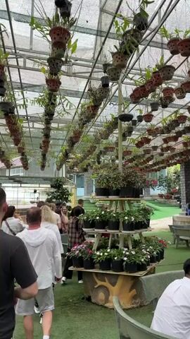 The video depicts an indoor or semi-outdoor plant display area, possibly a nursery, garden center, or a shaded cafe within a larger garden, in Hiệp Thạnh, Vietnam. Numerous potted plants, primarily orchids and other foliage, hang in organized rows from a translucent ceiling structure, forming a lush canopy overhead.

In the center of the frame, a multi-tiered stand showcases an array of potted flowering plants, predominantly with pink and white blossoms, arranged on its shelves. The ground is covered with a green, carpet-like material. Several people, appearing to be visitors or tourists, are seen walking through the space, observing the plants, or congregating in small groups. They are dressed in light, casual attire.

In the background, to the right, tables and chairs are visible, suggesting a seating or refreshment area. Further back, parts of a building with stone wall accents can be seen. The scene is well-lit by natural light filtering through the overhead structure, indicating it is daytime. The atmosphere appears relaxed as people casually browse and enjoy the verdant surroundings. No discernible text is visible in the video.