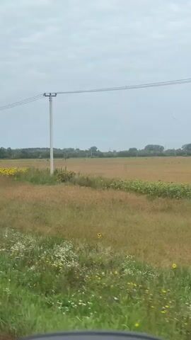 A static video shows a rural landscape under an overcast sky. In the foreground, green grass and weeds line the bottom of the frame. A field of dry, brown grass and some yellow flowers, likely sunflowers, stretches across the middle ground. A single utility pole with three wires is prominent in the center of the frame. In the distance, a treeline marks the horizon. A few birds are visible in the sky. The scene appears to be filmed from a moving vehicle, as evidenced by the slight blur at the bottom of the frame.