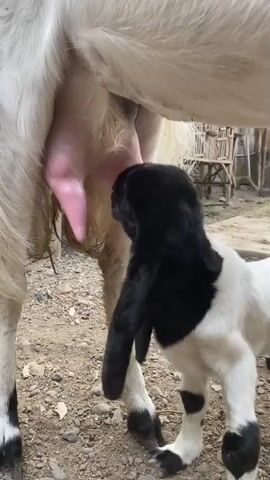 A close-up shot shows a baby goat with black and white markings suckling from its mother's udder. The mother goat is white, and the baby goat's head is angled upwards as it nurses. The background is out of focus, but appears to be an outdoor setting with dirt ground and some wooden structures.