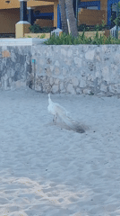 White peacock spotted strolling beach in Playa del Carmen