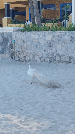 White peacock spotted strolling beach in Playa del Carmen