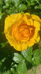 Garden flowers and plants documented in sunny outdoor setting