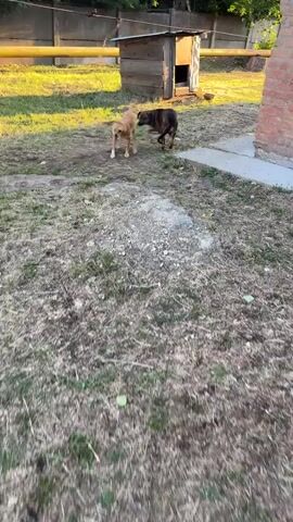 Two dogs, one light brown and one dark brown, are playing together in a grassy yard. The light brown dog is smaller and appears to be excited, jumping and barking at the larger dark brown dog. The dark brown dog is standing still, watching the smaller dog. In the background, there is a wooden doghouse and a fence. The sun is setting, casting long shadows across the yard. A hand offers a piece of food to the light brown dog, which then lies down to eat it.