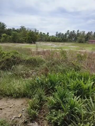 The video shows a field with green plants and weeds in the foreground. In the background, there are trees and a small house. The sky is cloudy.