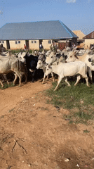 Daily Life Scenes Documented in Durimi, Nigeria Village