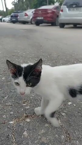 A black and white cat walks on a paved street. Cars are parked along the side of the street, and palm trees and pink flowers line the sidewalk. A second cat, gray and tabby, is visible sitting on the curb. The black and white cat approaches the curb, and the two cats appear to interact.