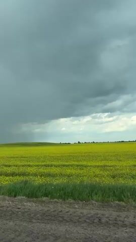 A short, wide shot shows a large yellow field of crops under a stormy sky. The field is green with yellow flowers, possibly canola. Heavy, dark clouds fill most of the sky, and rain can be seen falling in the distance over the field. A bit of dry, tan dirt and sparse grasses make up the foreground at the bottom of the frame. The camera is fairly still but appears to be in a moving vehicle.
