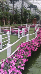 Colorful botanical park with flowers, greenhouse, and koi pond