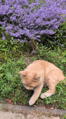 Butterflies, a cat, and blooms in an Izmail garden