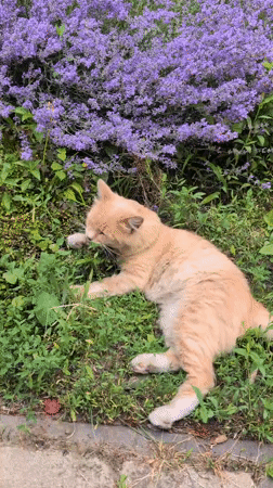 Butterflies, a cat, and blooms in an Izmail garden