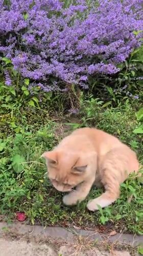 Butterflies, a cat, and blooms in an Izmail garden